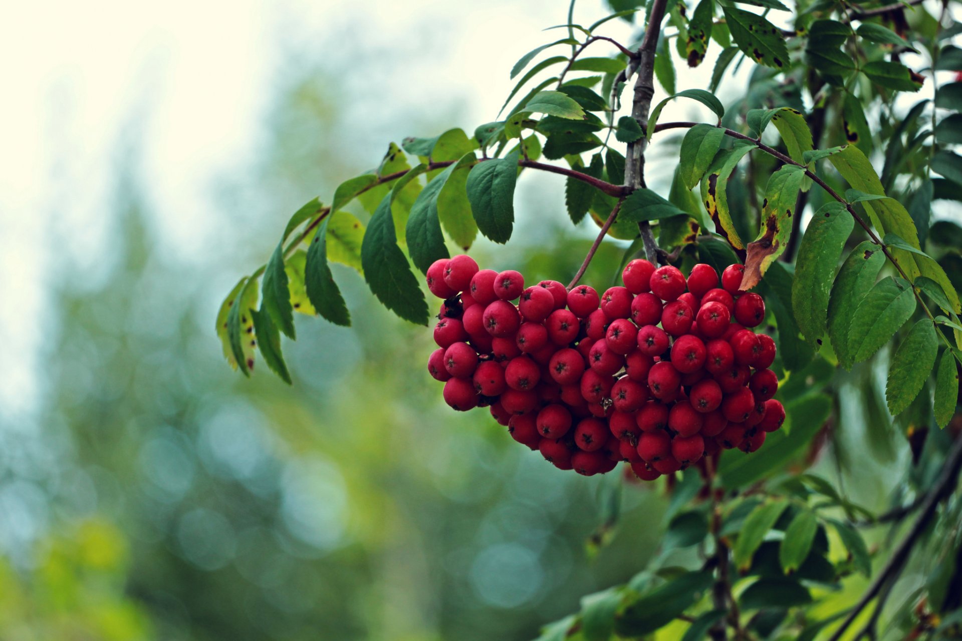 tree branches leaves fruit red rowan