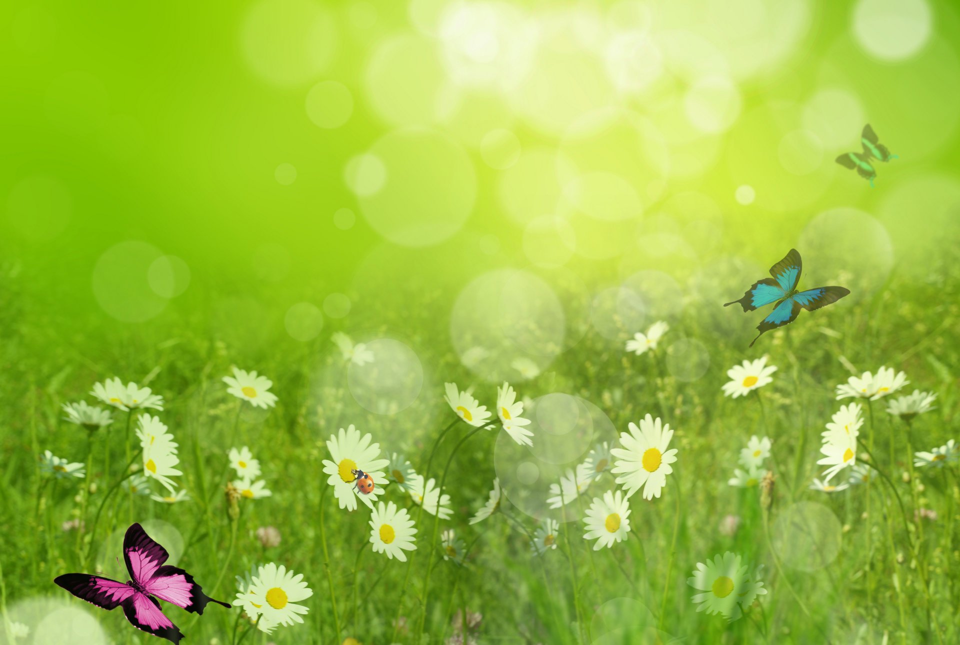 sommer gänseblümchen marienkäfer schmetterlinge blendung