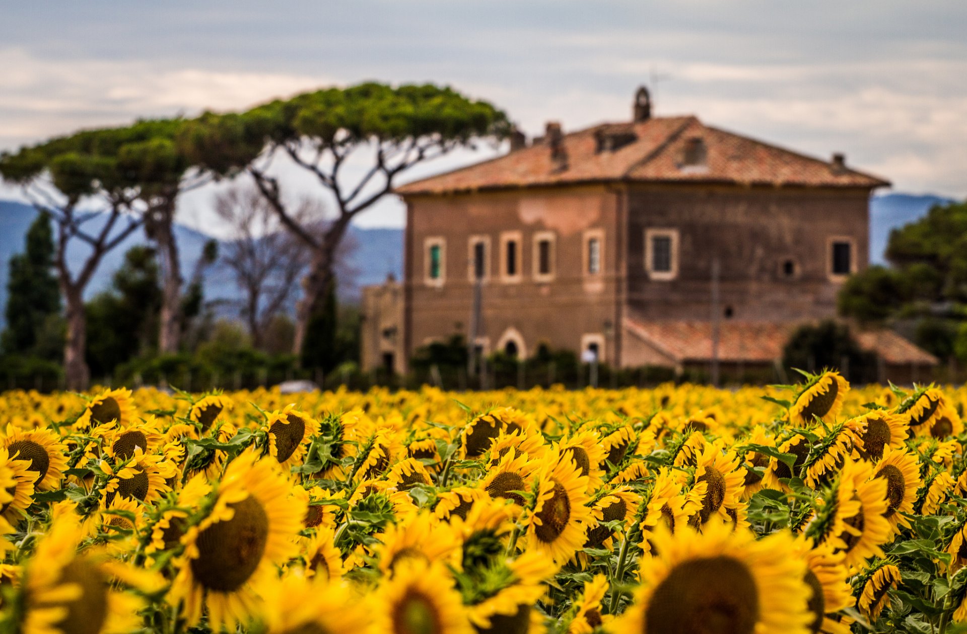 girasoles campo plantas flores naturaleza casa cabaña