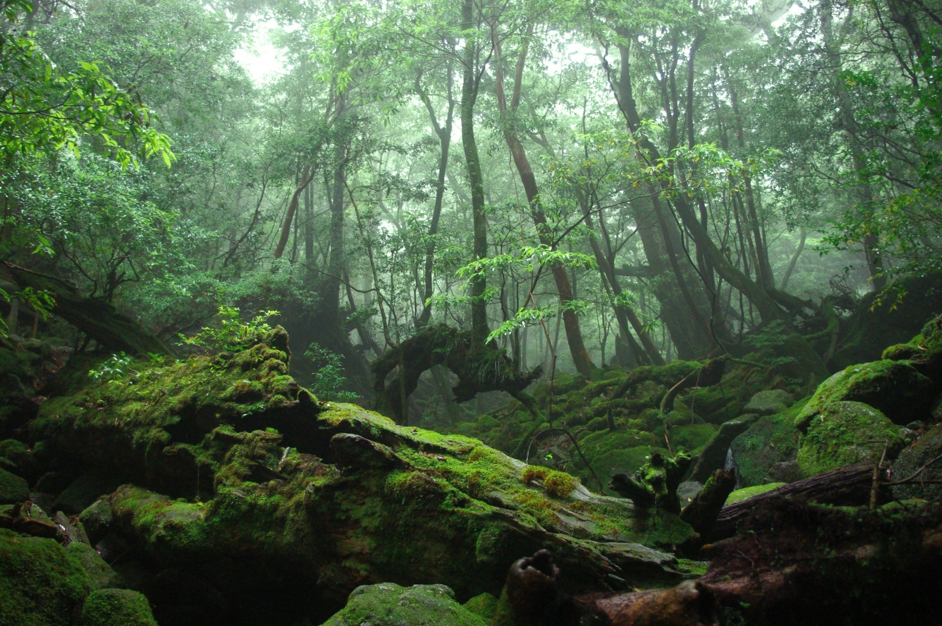 foresta boschetto alberi muschio radici