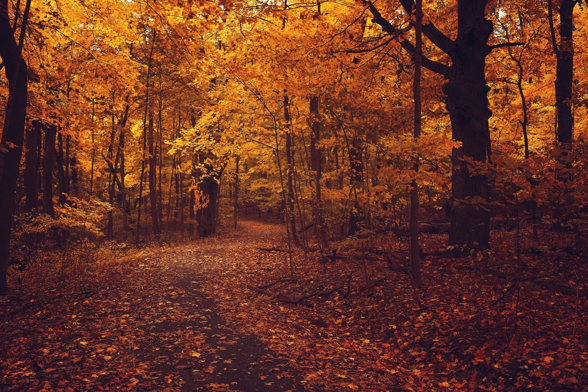 herbst wald straße asphalt laub bäume zweige blätter gelb orange natur