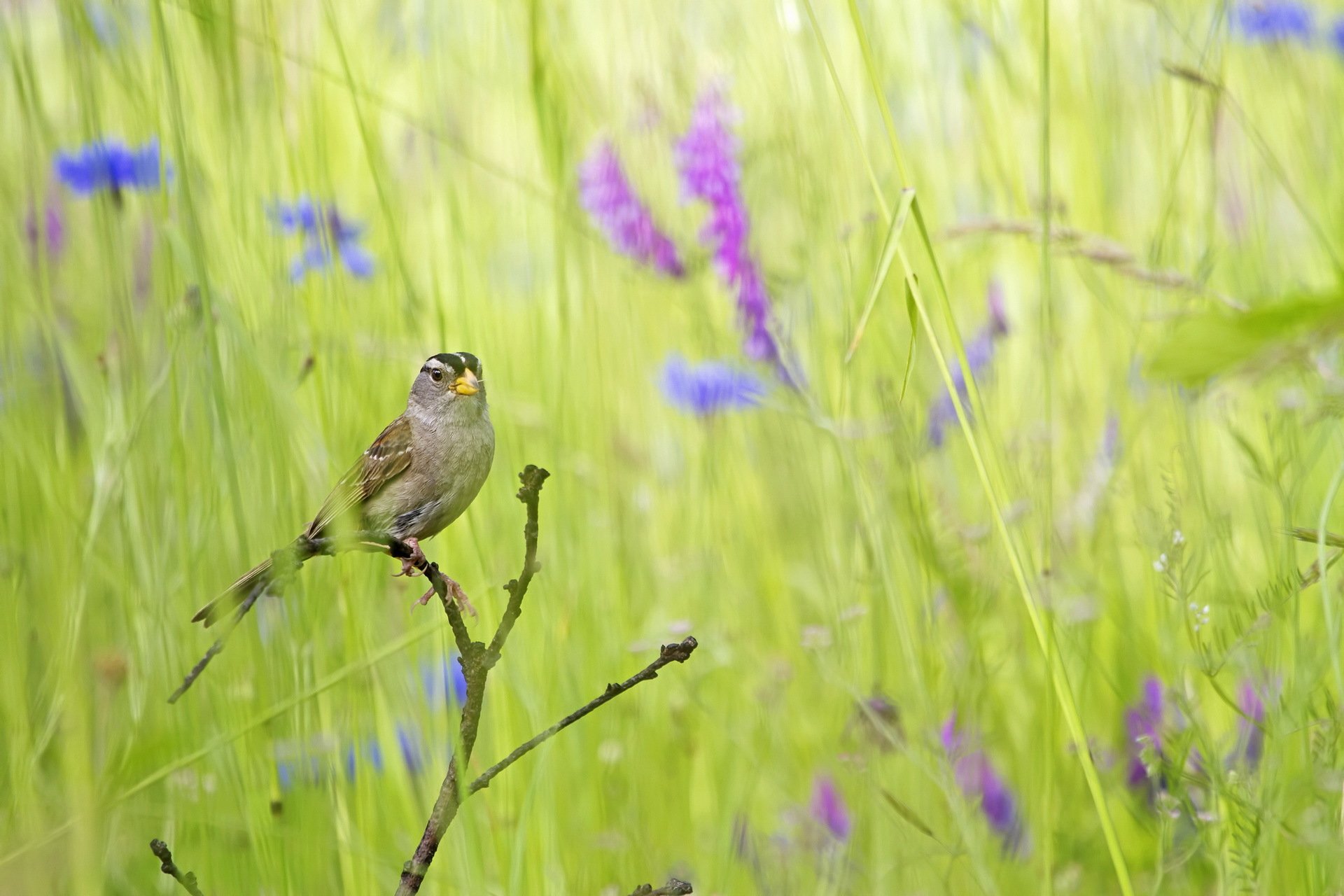 grass poultry summer nature