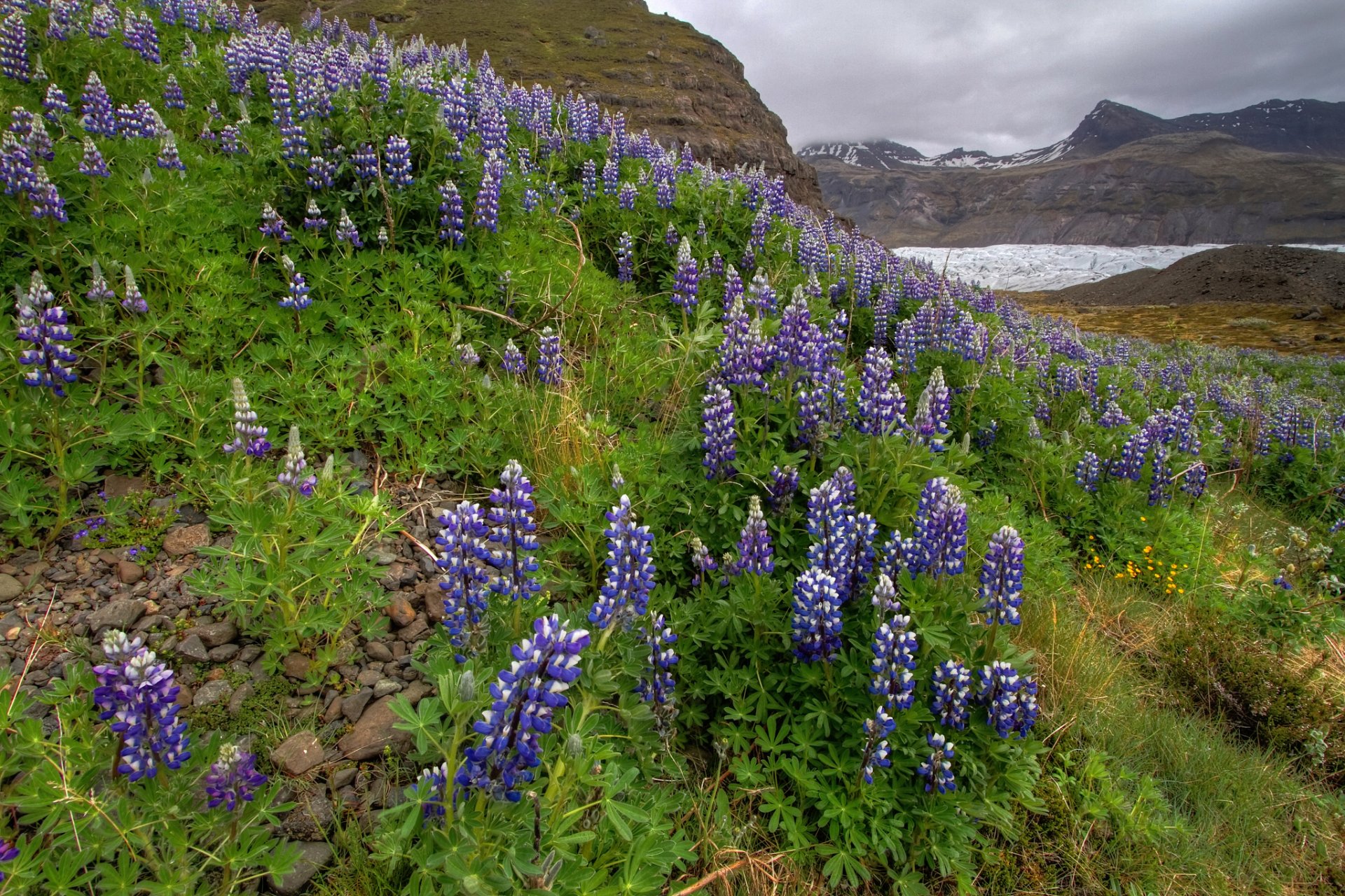 montagnes fleurs lupin