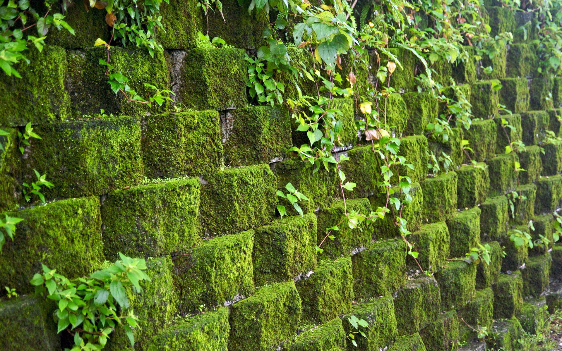 mur maçonnerie pierres mousse verdure mur