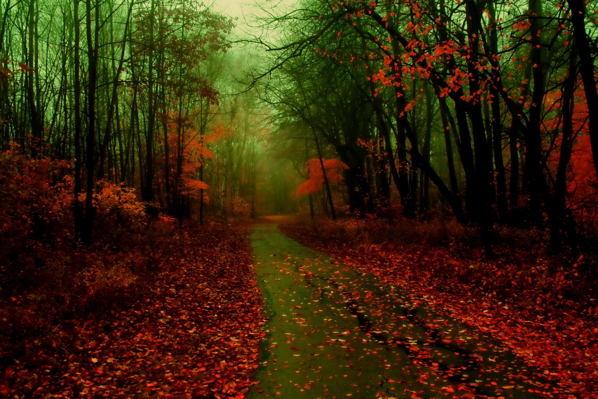 forêt route automne feuilles brouillard nature photo