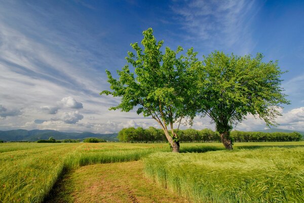 Grünes Feld und blauer Himmel