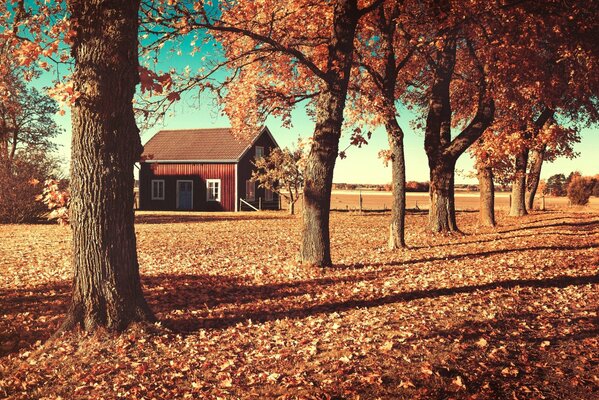 House in a field next to autumn trees