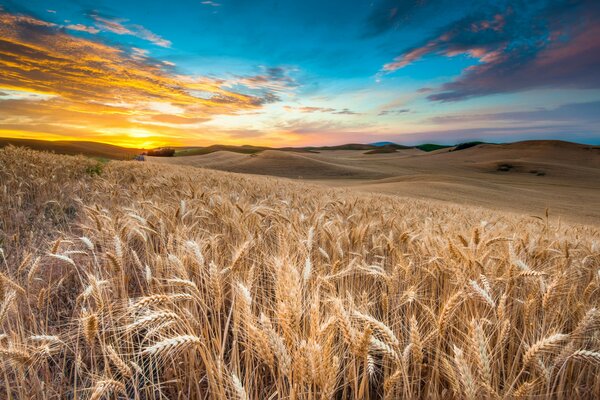 Campo di grano al tramonto