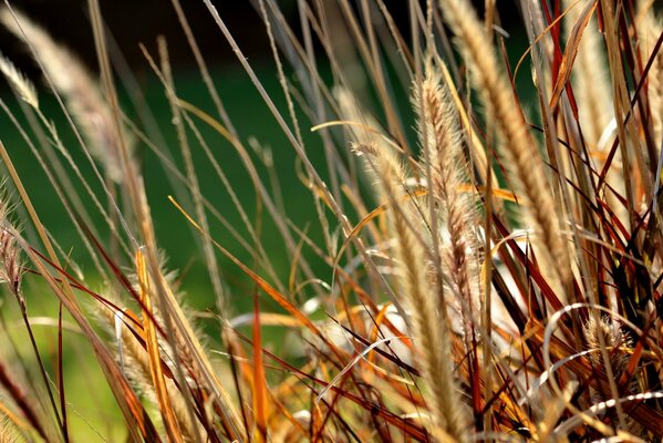 Wild grass with spikelets