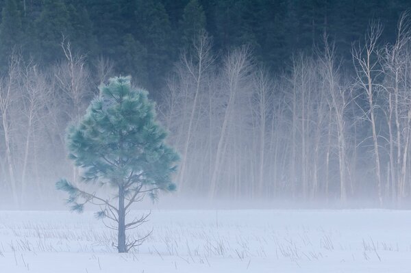 Parc National d hiver de Yosemite