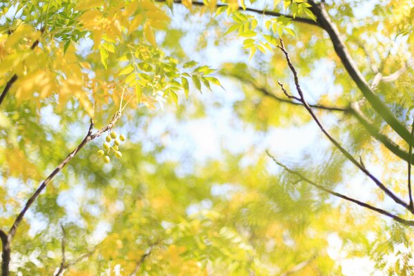 The sun through the branches and yellow leaves of trees