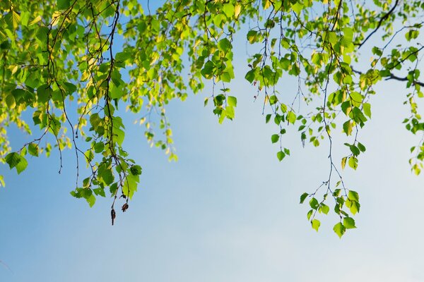 Ramas de abedul florecientes en primavera