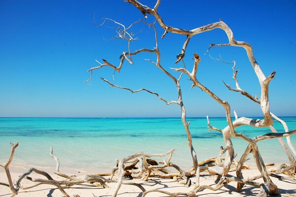 Beautiful dry trees on the coast