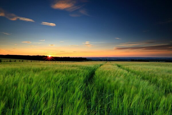 Grünes Gras ausgezeichnete Landschaft