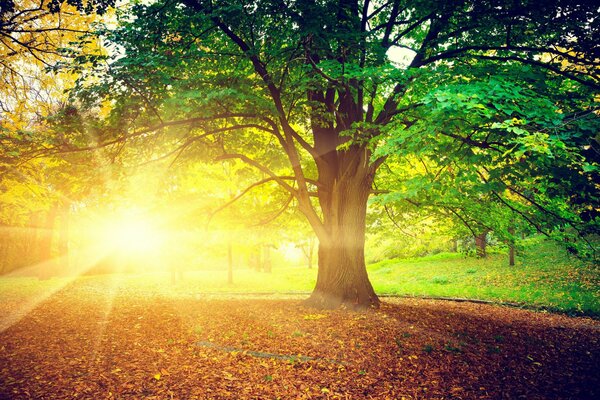 Matin dans la forêt d automne