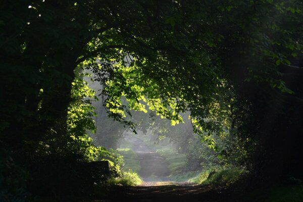 Chemin vide dans la forêt verte