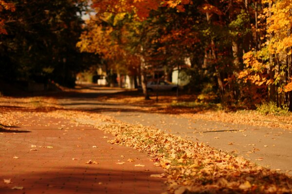 Belle chute de feuilles dans notre ville