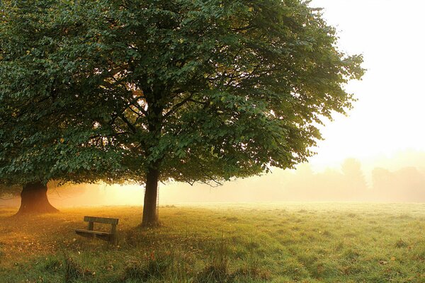 Bruma matutina en el parque. Amanecer