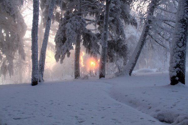 Dawn through the ice and snow of the February forest