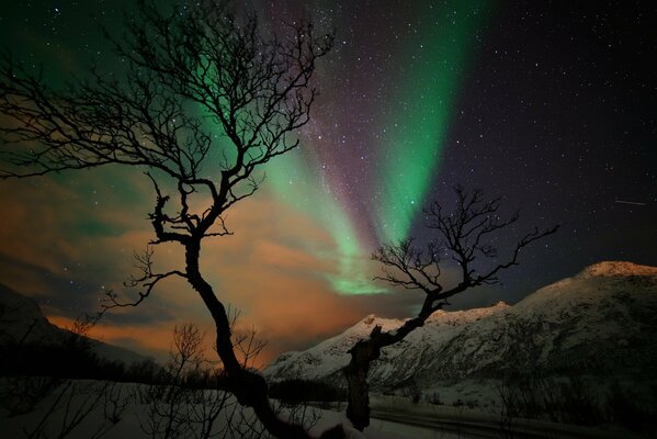 Nordlichter auf einem Baumhintergrund