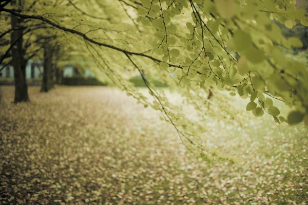 Autumn branches with fallen leaves