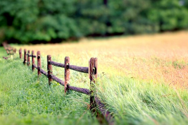 Pole pół zielone na pół wypalone od słońca