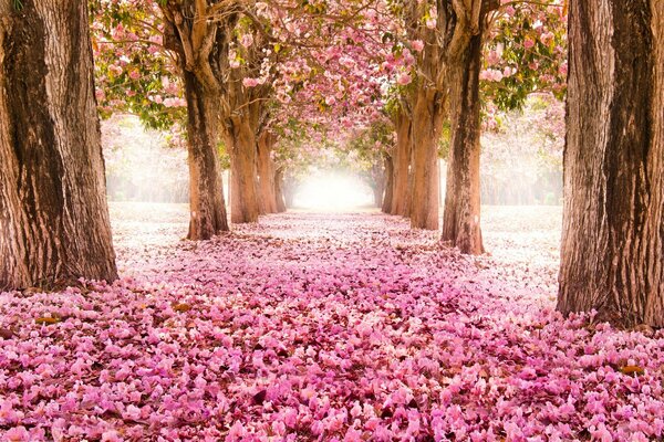 Allée de fleurs de cerisier