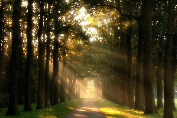 Raggi di sole nelle corone degli alberi lungo il vicolo