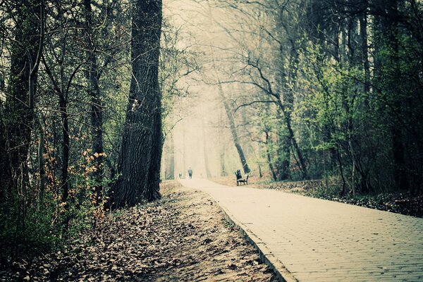 Bäume und eine Gasse in einem düsteren Park