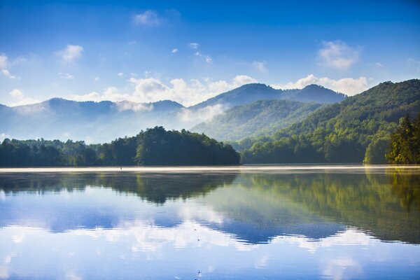 Morning in the forest by the lake