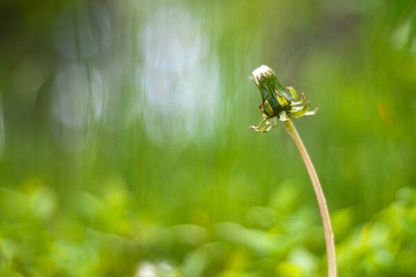 Diente de León solitario en el fondo de la hierba