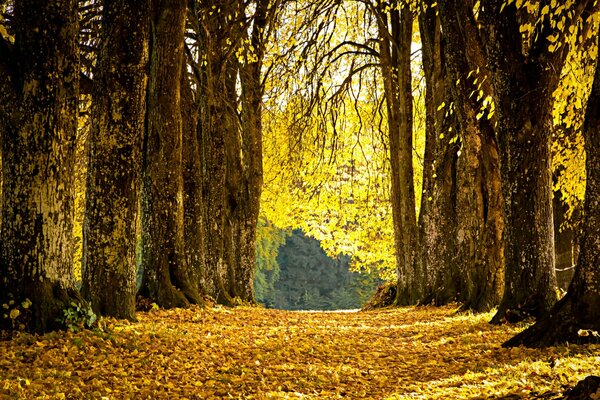 Autumn fallen leaves in the park