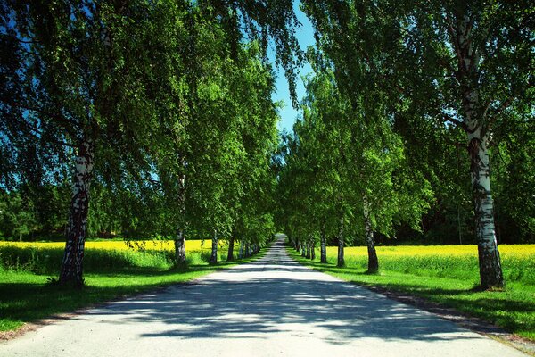 Strada lungo le betulle