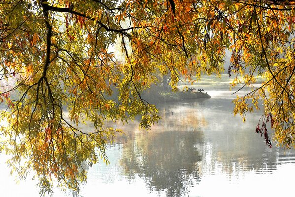 Rami dell albero autunnale sopra il lago