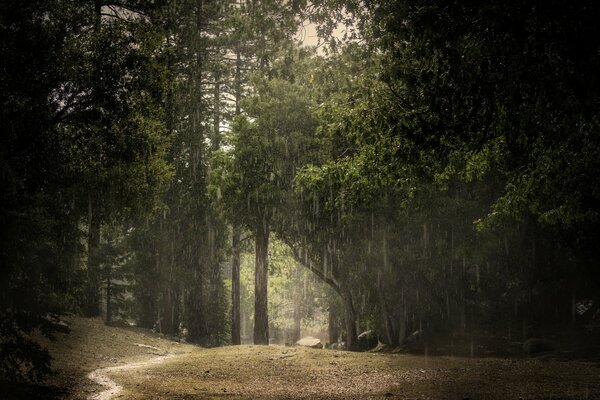 Forêt sombre sous la pluie