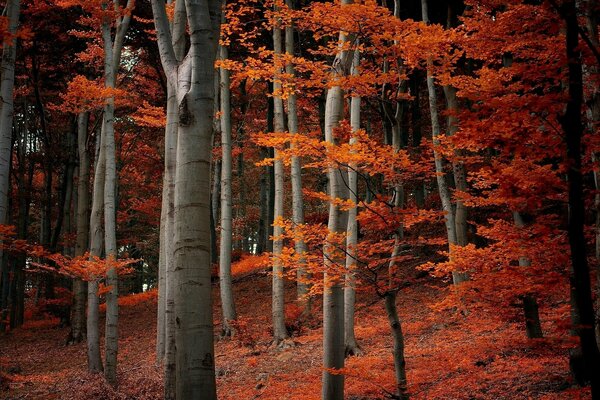 Herbstwald mit schönen Blättern