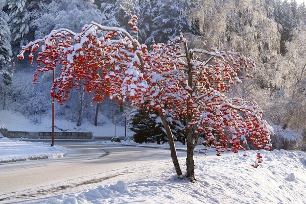 Красное дерево покрытое снегом