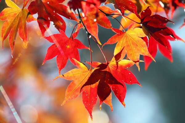 Maple leaves in raindrops