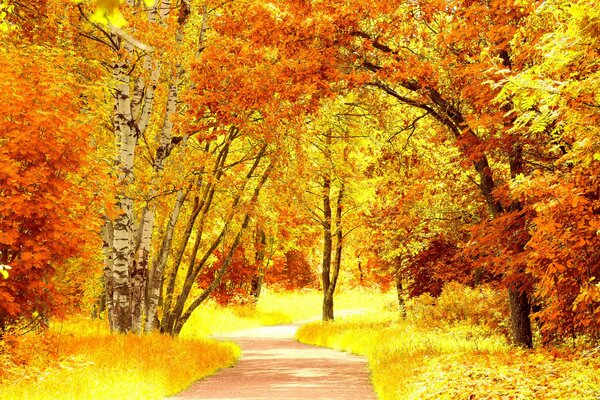 Leśna ścieżka na tle jasnych jesiennych drzew