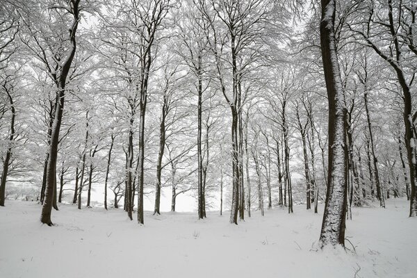 Foresta inglese con bellissimi alberi