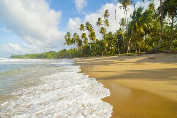 Sea waves and palm trees on the beach