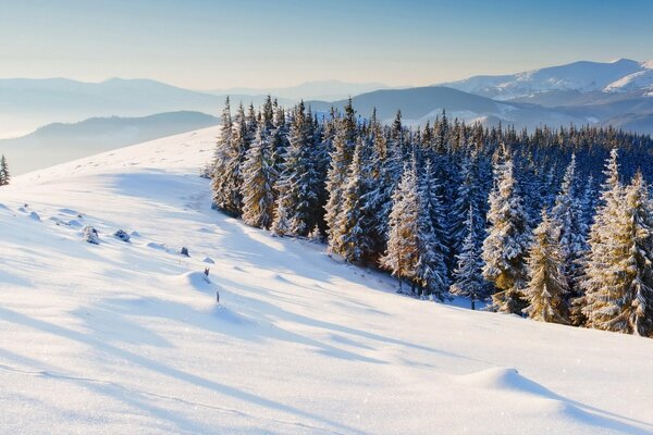 Snow-covered mountain range with spruce forest