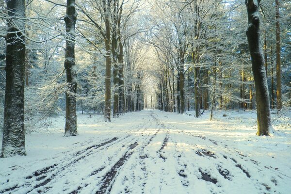 Disgelo sulla strada nel parco invernale