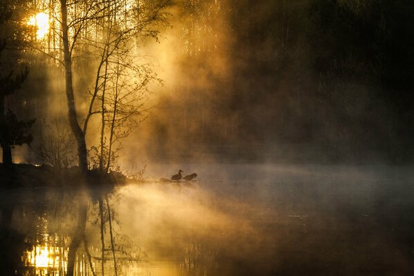 Canards dans le brouillard le matin sur le lac ensemble