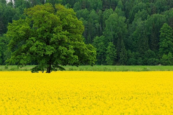 Forêt verte et champ de colza en mai