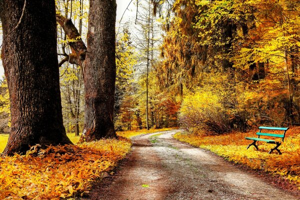 Straße im Herbstpark