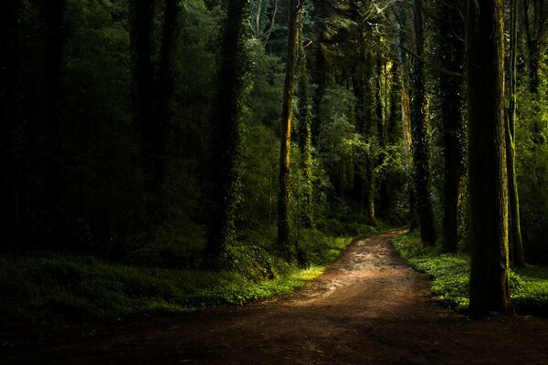 Wanderweg in einem dunklen, dumpfen Wald