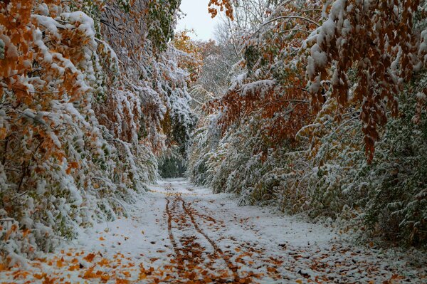 The first snow on autumn trees in October