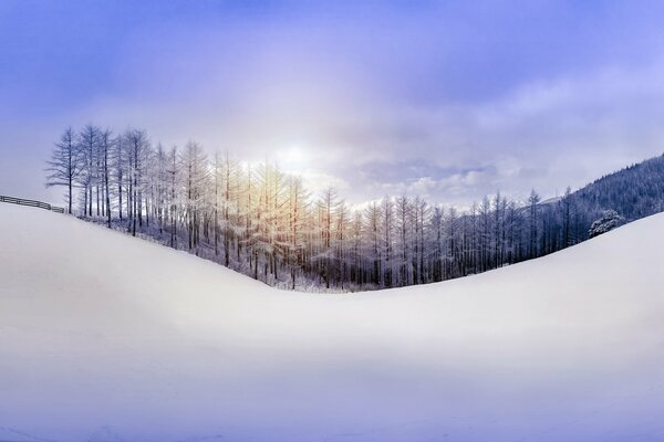 Forêt en hiver sur la colline