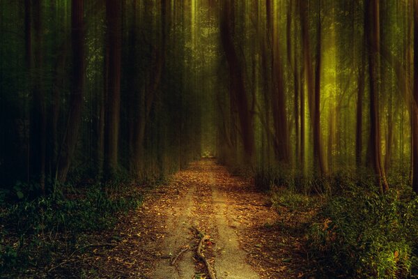 Mysterious paths of the magical forest